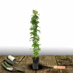 PLANTES AVENUE - Clématite miss bateman/[-]pot de 3l - echelle bambou 60/120 cm