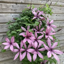 PLANTES AVENUE - Clématite princesse arabelle® 'cerpara'/[-]pot de 3l - echelle bambou 60/120 cm