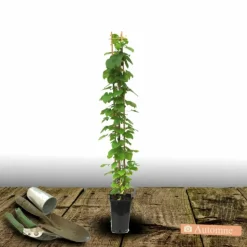 PLANTES AVENUE - Clématite princesse arabelle® 'cerpara'/[-]pot de 3l - echelle bambou 60/120 cm