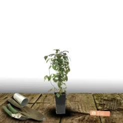 PLANTES AVENUE - Clématite montana mayleen/[-]pot de 1,5l - tuteur bambou 30/60 cm