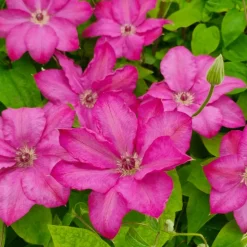 PLANTES AVENUE - Clématite chibi® niida/[-]pot de 1,5l - tuteur bambou 30/60 cm