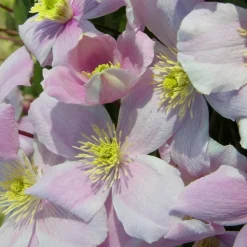 PLANTES AVENUE - Clématite montana mayleen/[-]pot de 3l - echelle bambou 60/120 cm