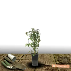 PLANTES AVENUE - Clématite montana mayleen/[-]pot de 3l - echelle bambou 60/120 cm