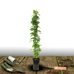 PLANTES AVENUE - Clématite ernest markham/[-]pot de 3l - echelle bambou 60/120 cm