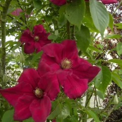 PLANTES AVENUE - Clématite ernest markham/[-]pot de 3l - echelle bambou 60/120 cm