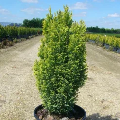 PLANTES AVENUE - Cyprès de lawson ellwood's gold/[-]pot de 4l - 40/60 cm