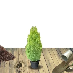 PLANTES AVENUE - Cyprès de lawson ellwood's gold/[-]pot de 4l - 40/60 cm