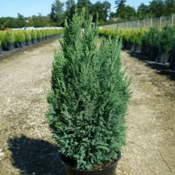 PLANTES AVENUE - Cyprès de lawson ellwoodii/[-]pot de 4l - 40/60 cm