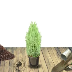 PLANTES AVENUE - Cyprès de lawson ellwoodii/[-]pot de 4l - 40/60 cm