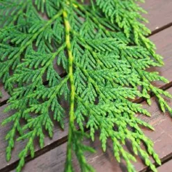 PLANTES AVENUE - Cyprès de leyland/[-]pot de 4l - 40/60 cm