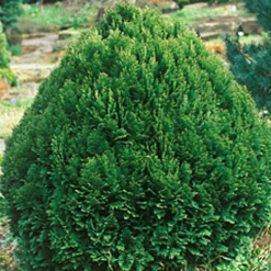 PLANTES AVENUE - Cyprès de lawson minima glauca/[-]pot de 3l - 40/60 cm