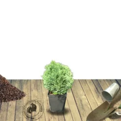PLANTES AVENUE - Cyprès de lawson minima glauca/[-]pot de 3l - 40/60 cm