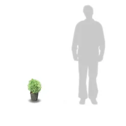 PLANTES AVENUE - Cyprès de lawson minima glauca/[-]pot de 3l - 40/60 cm