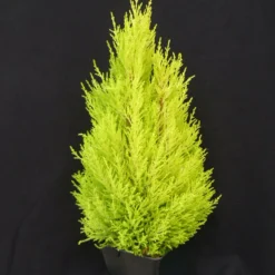 PLANTES AVENUE - Cyprès de lambert, cyprès de monterey wilma/[-]pot de 7,5l - 60/80 cm