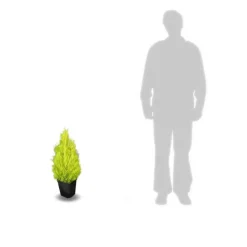 PLANTES AVENUE - Cyprès de lambert, cyprès de monterey wilma/[-]pot de 7,5l - 60/80 cm