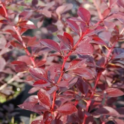 PLANTES AVENUE - Epine-vinette auricoma/[-]pot de 4l - 20/40 cm