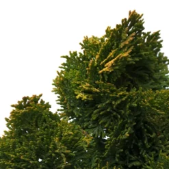 PLANTES AVENUE - Faux cyprès aurora/[-]pot de 3l - 20/40 cm