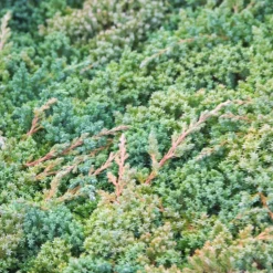 PLANTES AVENUE - Genévrier prostré nana/[-]pot de 3l - 20/40 cm