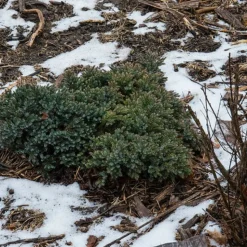 PLANTES AVENUE - Genévrier écailleux blue star/[-]pot de 3l - 20/40 cm