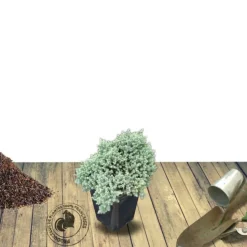 PLANTES AVENUE - Genévrier écailleux blue star/[-]pot de 3l - 20/40 cm