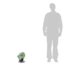 PLANTES AVENUE - Genévrier écailleux blue star/[-]pot de 3l - 20/40 cm