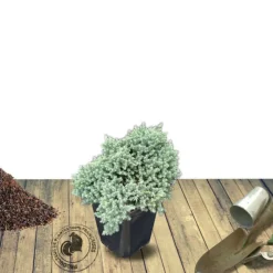 PLANTES AVENUE - Genévrier écailleux blue star/[-]pot de 5l - 40/60 cm