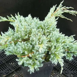 PLANTES AVENUE - Genévrier écailleux blue carpet/[-]pot de 3l - 20/40 cm