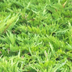 PLANTES AVENUE - Genévrier sabine tamariscifolia/[-]pot de 3l - 20/40 cm