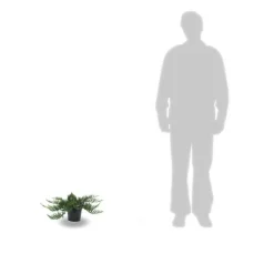 PLANTES AVENUE - Genévrier sabine tamariscifolia/[-]pot de 3l - 20/40 cm