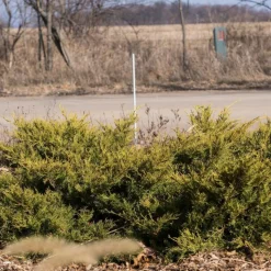 PLANTES AVENUE - Genévriers old gold/[-]pot de 3l - 20/40 cm