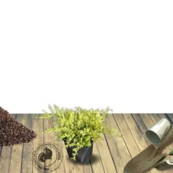 PLANTES AVENUE - Genévriers old gold/[-]pot de 3l - 20/40 cm