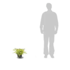 PLANTES AVENUE - Genévriers old gold/[-]pot de 3l - 20/40 cm