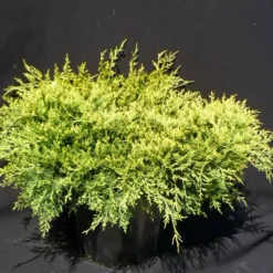 PLANTES AVENUE - Genévriers old gold/[-]pot de 5l - 40/60 cm