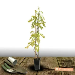 PLANTES AVENUE - Glycine du japon ed's blue®/[-]pot de 3l - echelle bambou 60/120 cm