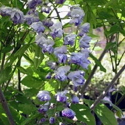 PLANTES AVENUE - Glycine du japon ed's blue®/[-]pot de 3l - echelle bambou 60/120 cm