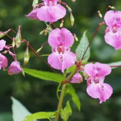 PLANTES AVENUE - Graines de balsamine camelia double varié - vilmorin/[-]sachet