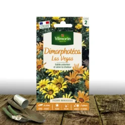 PLANTES AVENUE - Graines de dimorphotheca las vegas - vilmorin/[-]sachet