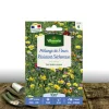 PLANTES AVENUE - Graines en mélange de fleurs - fleurs résistantes à la sécheresse/[-]sachet - 10 m²