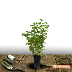 PLANTES AVENUE - Groseillier à grappes london market/[-]pot de 3l - 30/60 cm