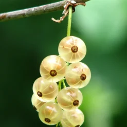 PLANTES AVENUE - Groseillier à grappes blanka/[-]pot de 3l - 30/60 cm
