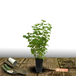 PLANTES AVENUE - Groseillier à grappes blanka/[-]pot de 3l - 30/60 cm