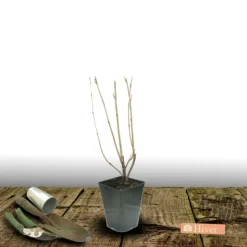 PLANTES AVENUE - Groseillier à grappes blanka/[-]pot de 3l - 30/60 cm