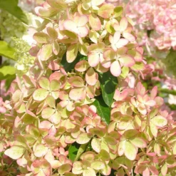 PLANTES AVENUE - Hortensia paniculata pastelgreen® 'rencolor'/[-]pot de 1,5l - 10/20 cm