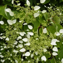 PLANTES AVENUE - Hortensia grimpant hydrangeoïdes/[-]pot de 1,5l - tuteur bambou 30/60 cm