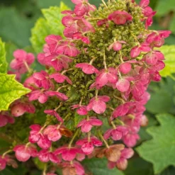 PLANTES AVENUE - Hortensia à feuilles de chêne amethyst/[-]pot de 1,5l - 20/40 cm