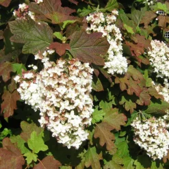 PLANTES AVENUE - Hortensia à feuilles de chêne amethyst/[-]pot de 1,5l - 20/40 cm