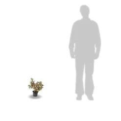 PLANTES AVENUE - Hortensia paniculata sundae fraise® 'rensun'/[-]pot de 3l - 40/60 cm