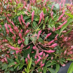 PLANTES AVENUE - Jasmin starry® night 'mormin1201'/[-]pot de 1,5l - tuteur bambou 30/60 cm