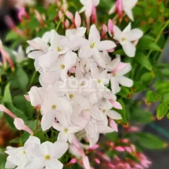 PLANTES AVENUE - Jasmin starry® night 'mormin1201'/[-]pot de 1,5l - tuteur bambou 30/60 cm