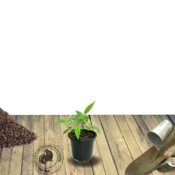 PLANTES AVENUE - Laurier-sauce/[-]pot de 4l - 20/40 cm